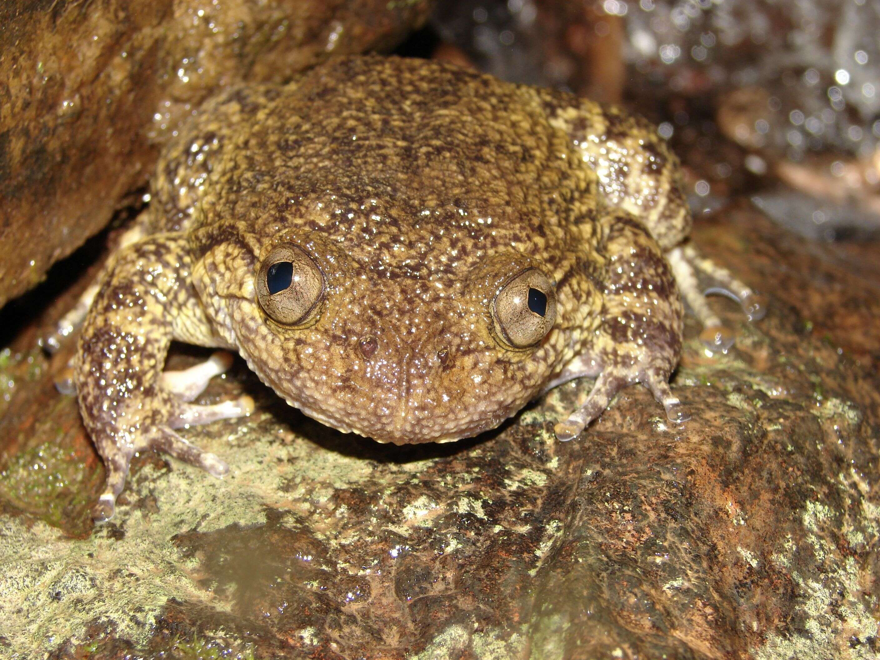 Image of Wrinkled frog