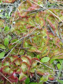 Image of Drosera zonaria Planch.