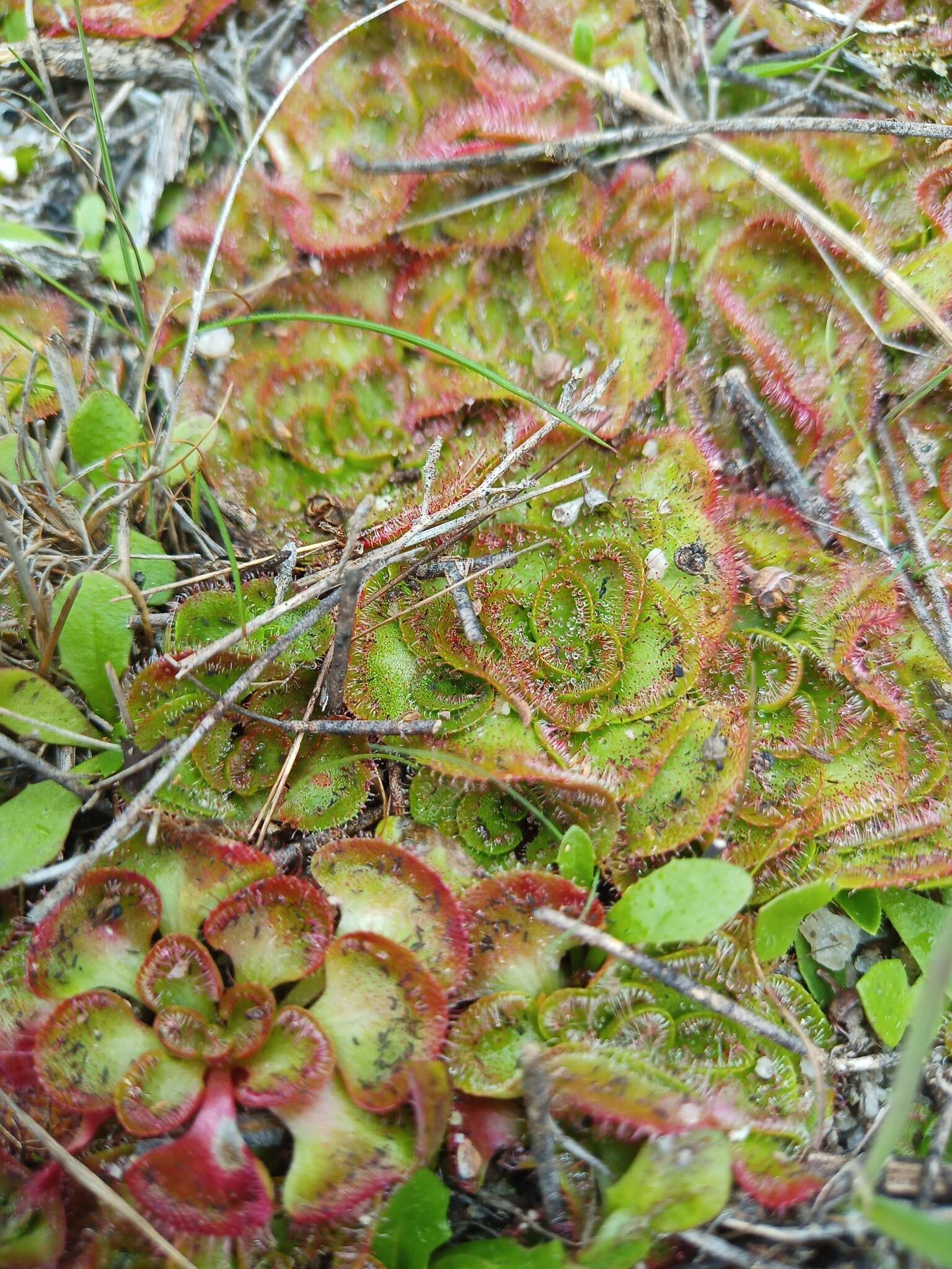 صورة Drosera zonaria Planch.