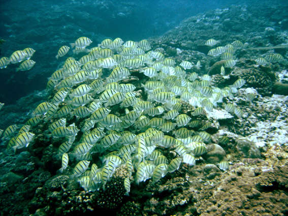 Image of Convict Surgeonfish