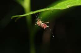 Image of Aedes canadensis canadensis