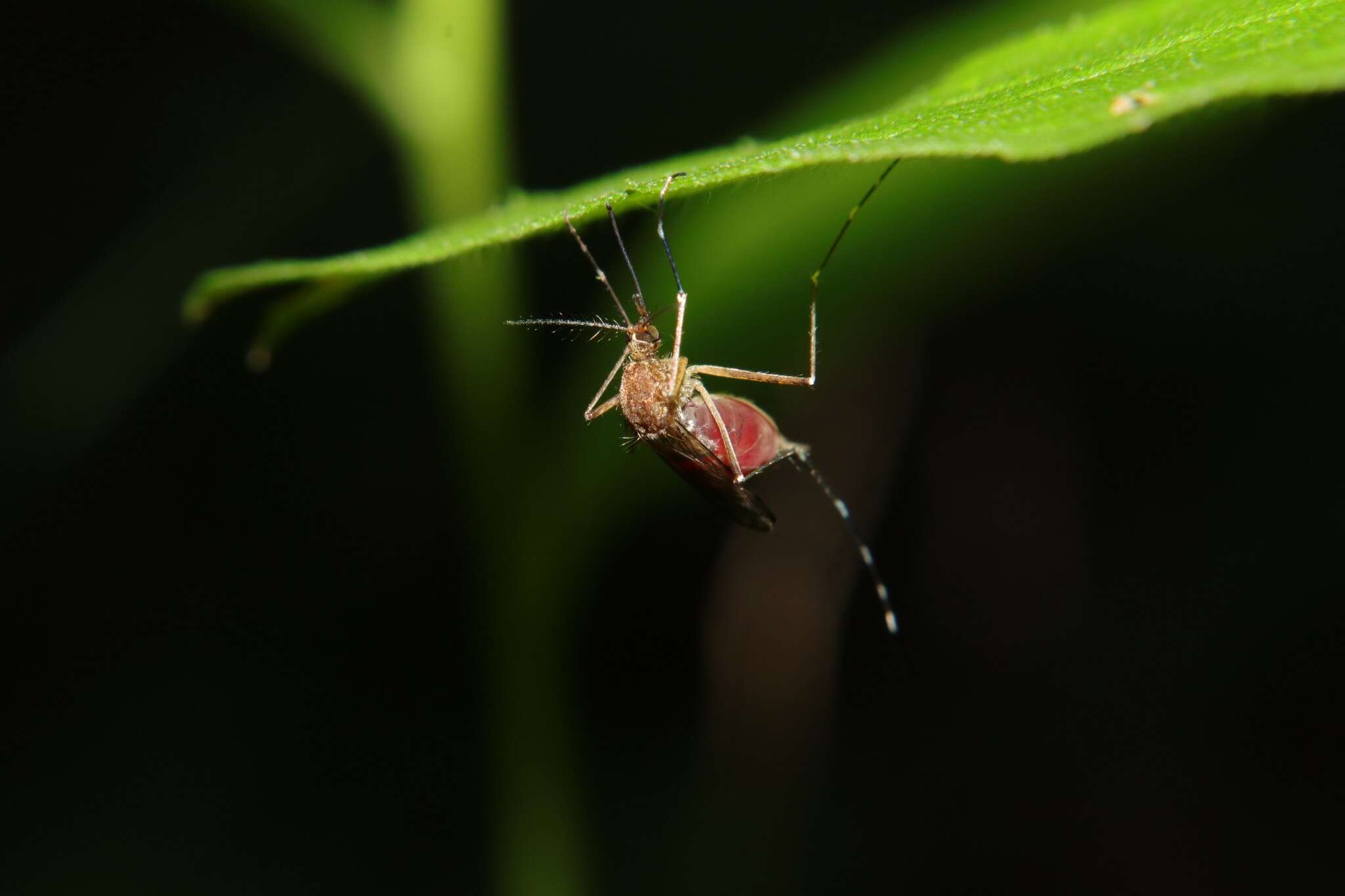 Imagem de Aedes canadensis canadensis