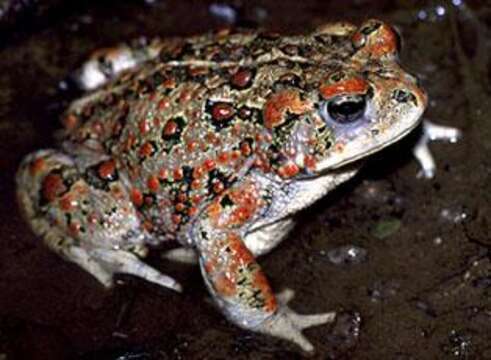 Image of western toad