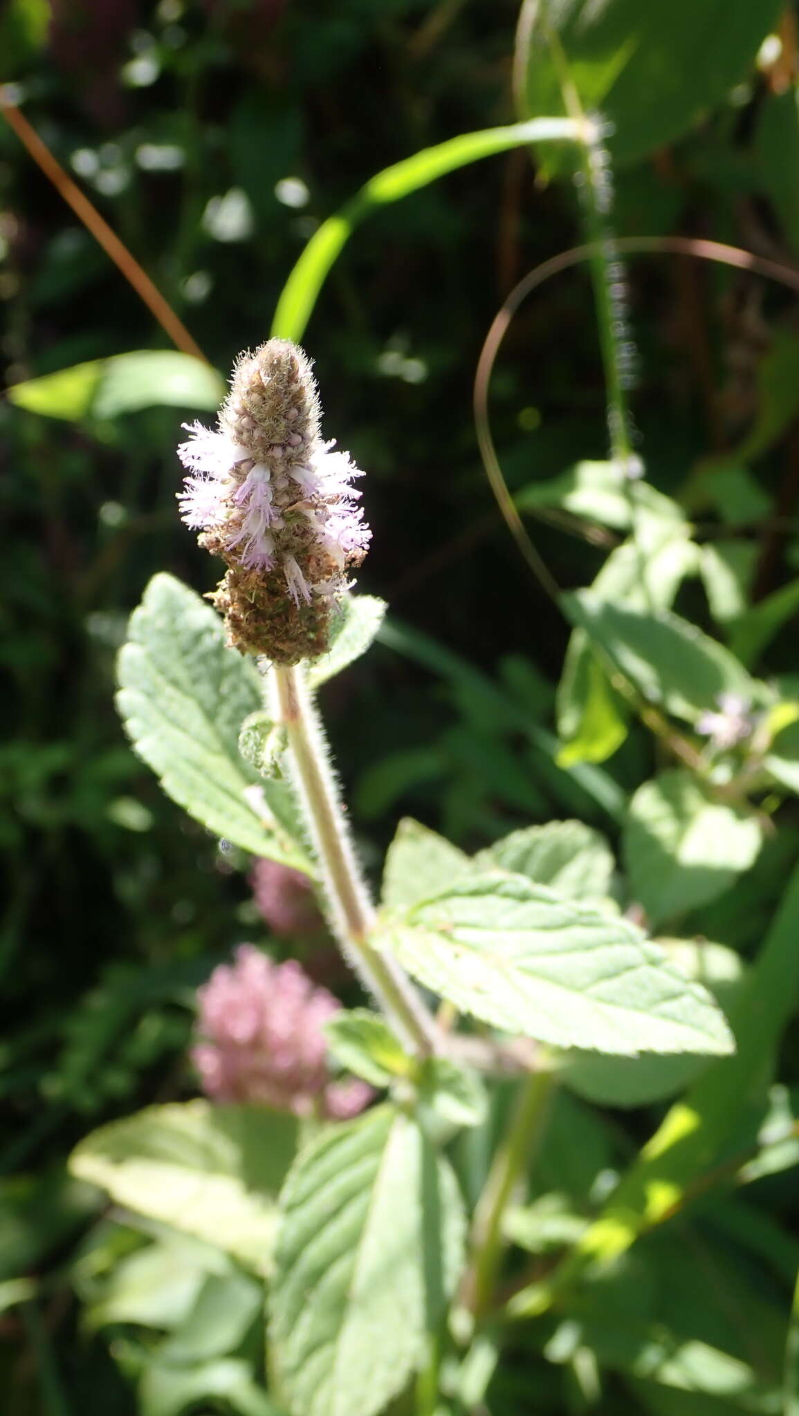 Imagem de Pogostemon auricularius (L.) Hassk.