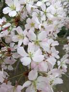 Image of Prunus incisa C. P. Thunb. ex A. Murray