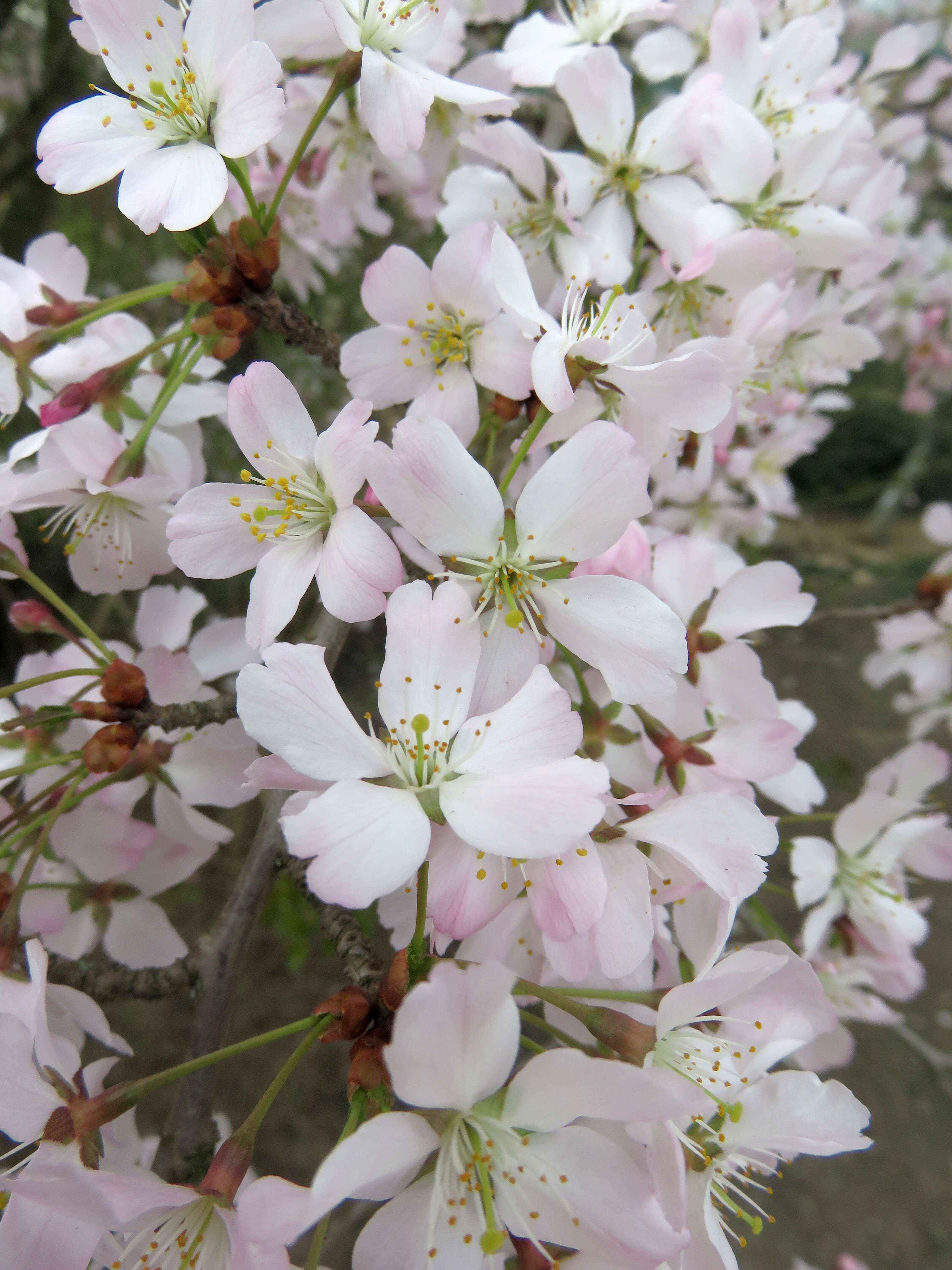 Imagem de Prunus incisa C. P. Thunb. ex A. Murray