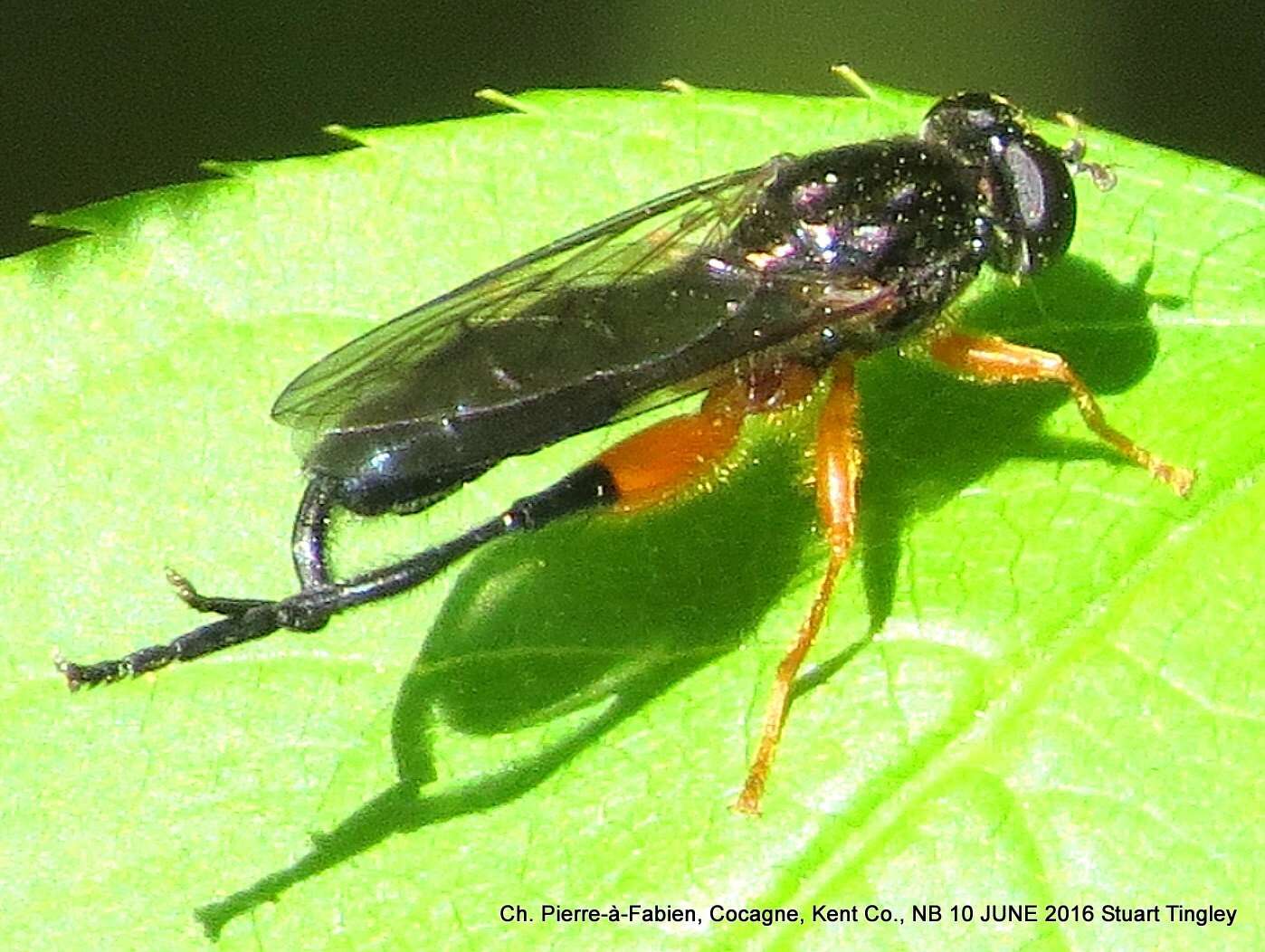 Image of Chalcosyrphus vecors (Osten Sacken 1875)