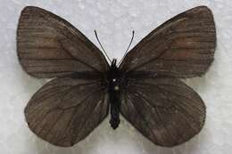 Image de Erebia mackinleyensis Gunder 1932