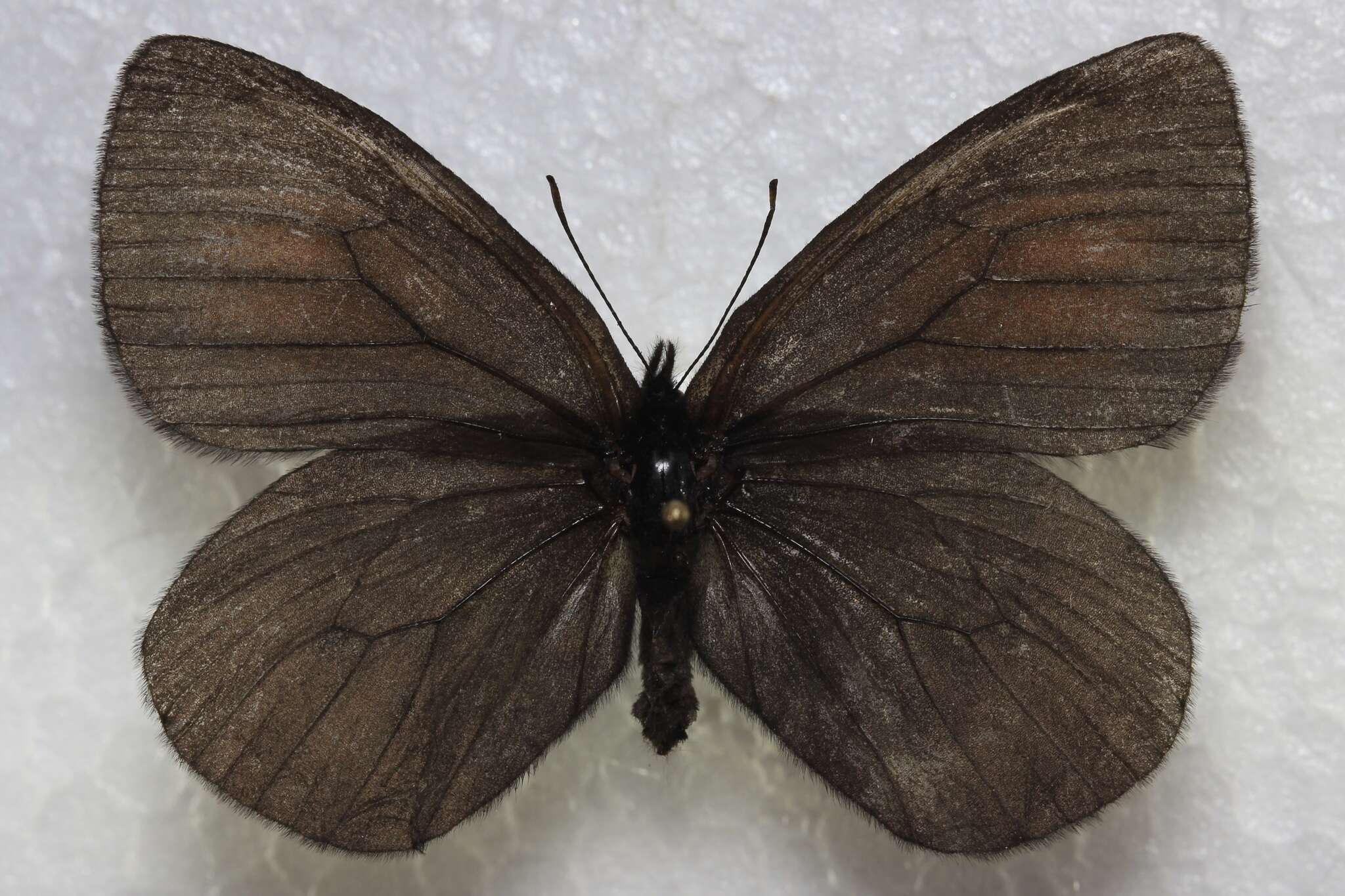 Image of Erebia mackinleyensis Gunder 1932