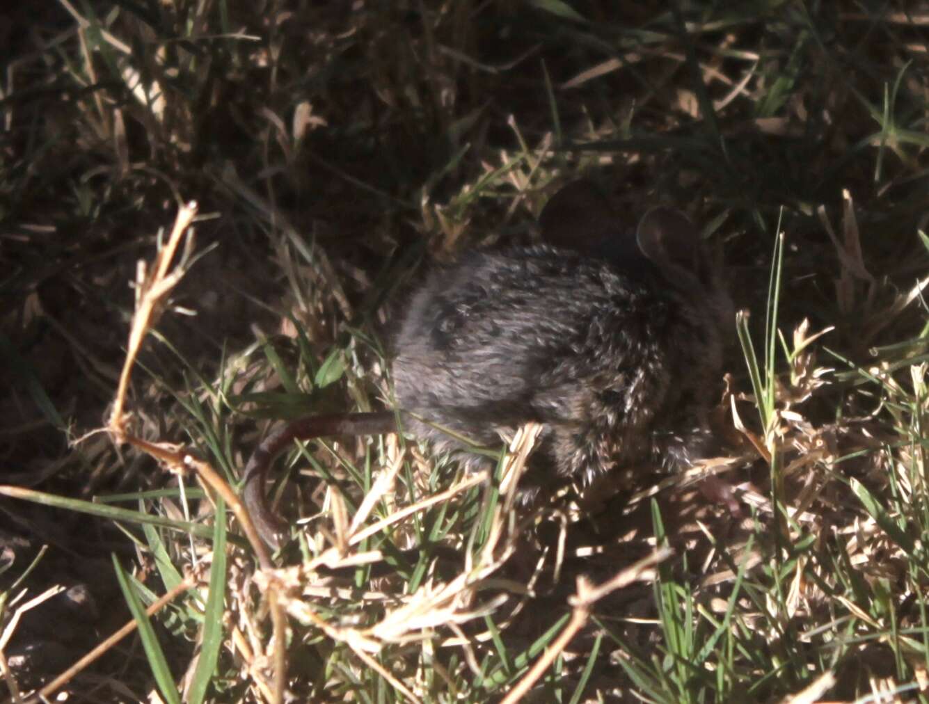 Image de Peromyscus merriami Mearns 1896