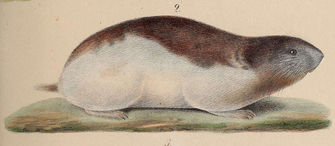 Image de Dicrostonyx torquatus (Pallas 1778)