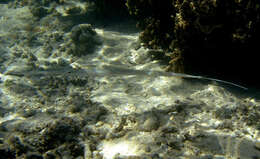 Image of Bluespotted cornetfish