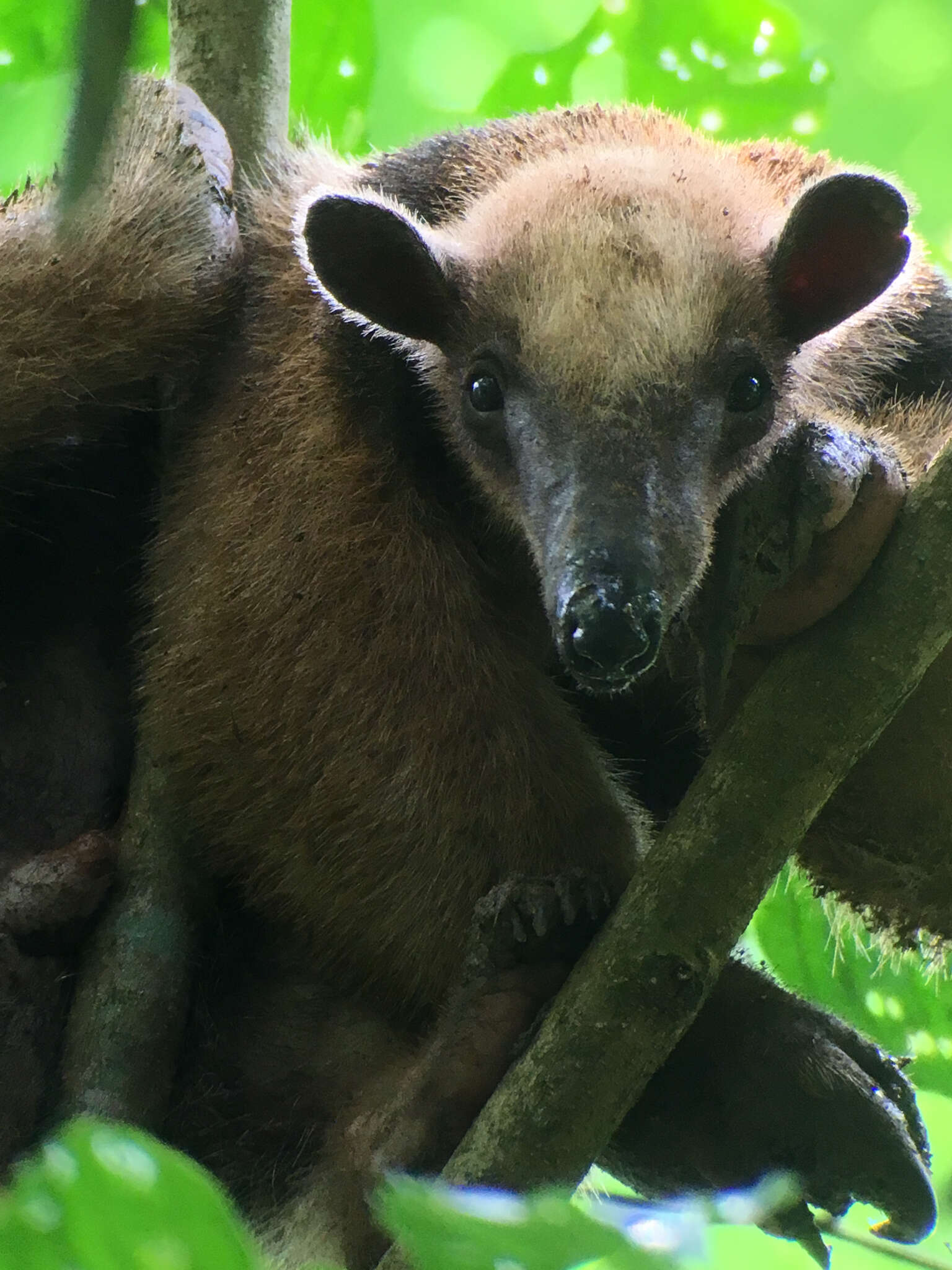 Image of Northern Tamandua