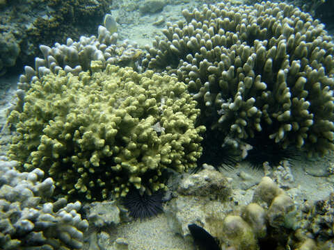 Image of Burrowing urchin