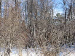 Plancia ëd Salix discolor Muhl.