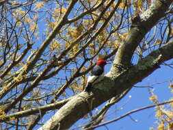 Image of Red-headed Woodpecker