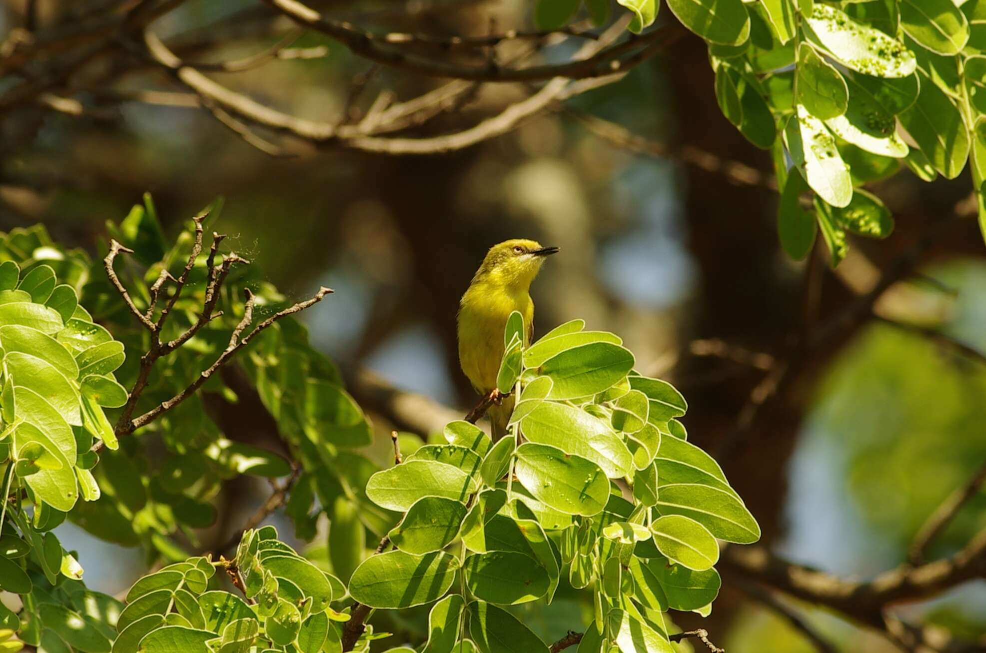 Image of Southern Greencap Eremomela