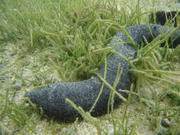 Holothuria (Mertensiothuria) leucospilota (Brandt 1835) resmi