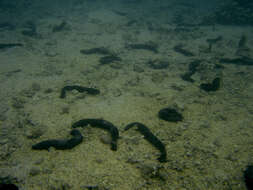 Holothuria (Mertensiothuria) leucospilota (Brandt 1835) resmi