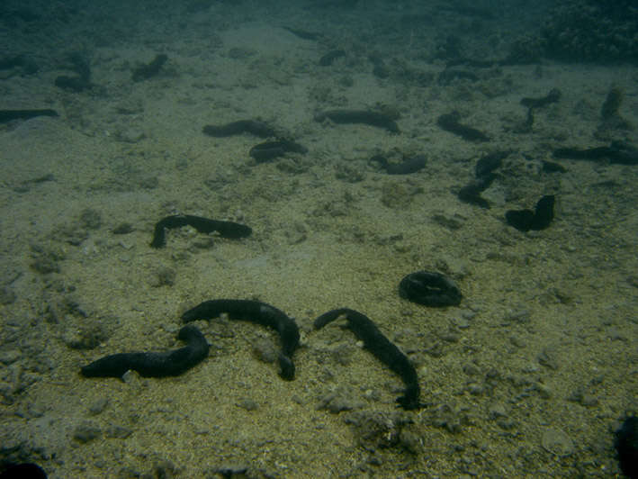 Image of White Thread Fish