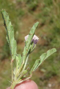 Image of Monsonia angustifolia E. Mey.