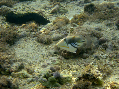 Imagem de Rhinecanthus aculeatus (Linnaeus 1758)