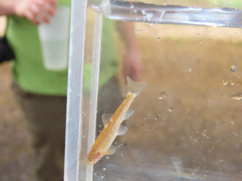 Image of Loach Minnow