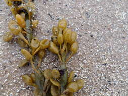 Image of Ascophyllum