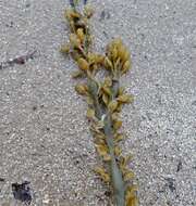 Image of Ascophyllum