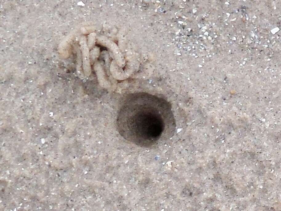 Image of lugworm