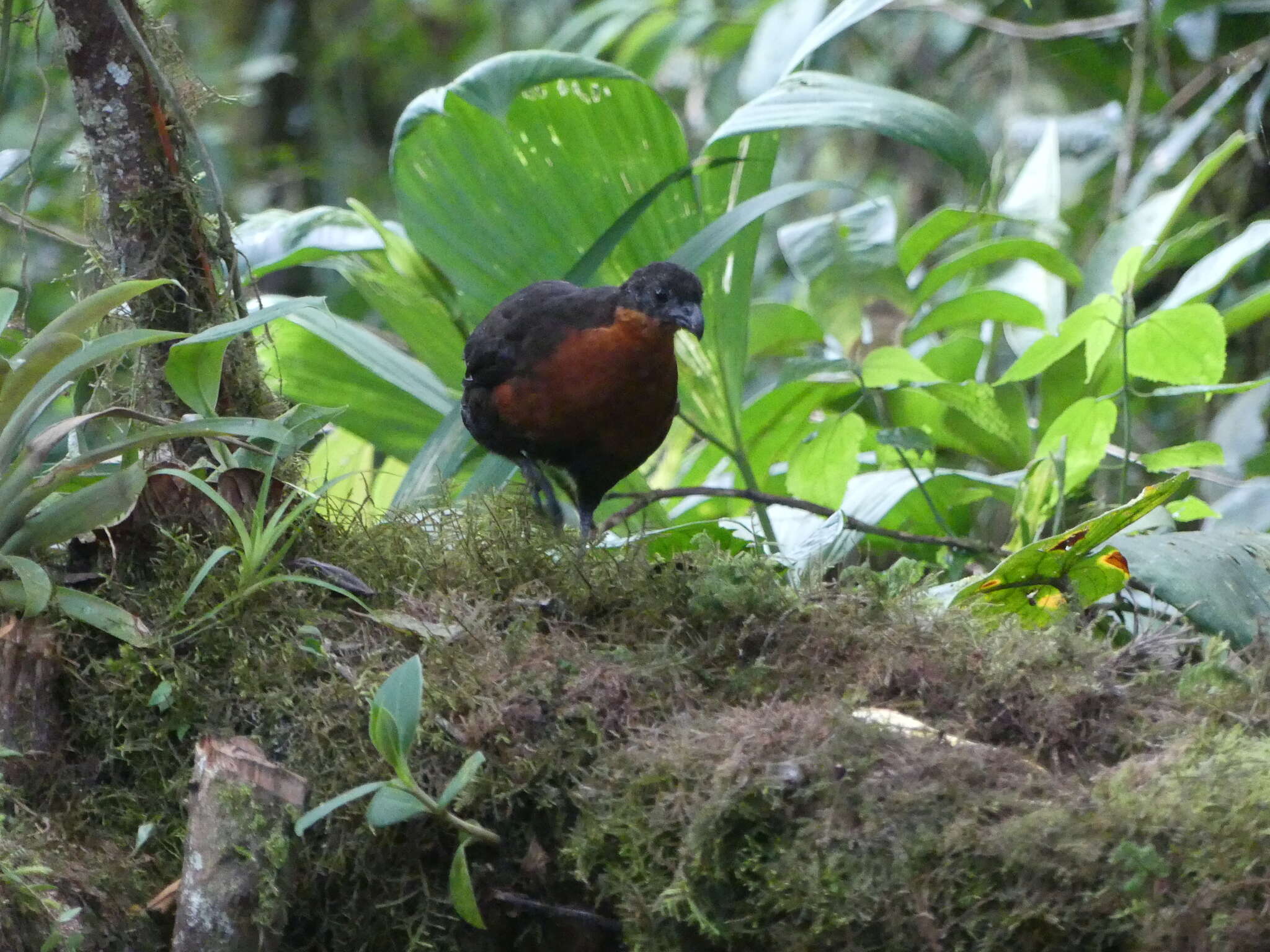 Image of Dark-backed Wood Quail