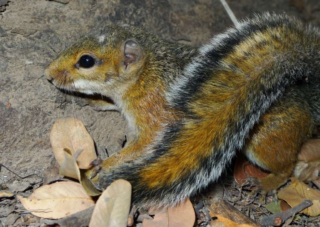 Image of Fire-footed Rope Squirrel