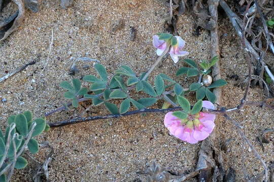 Image of Lotus australis Andrews