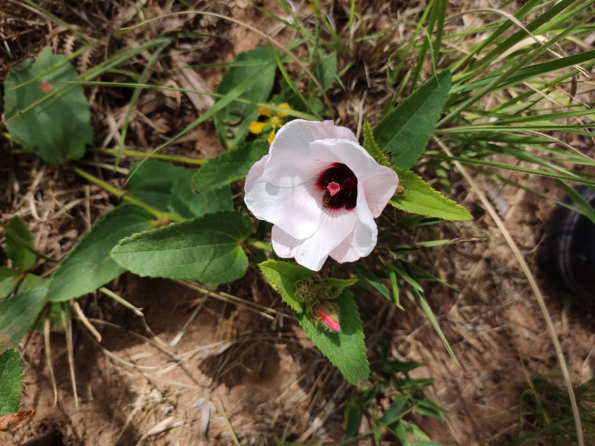 Image of Peltaea polymorpha (A. St.-Hil.) Krapov. & Cristobal