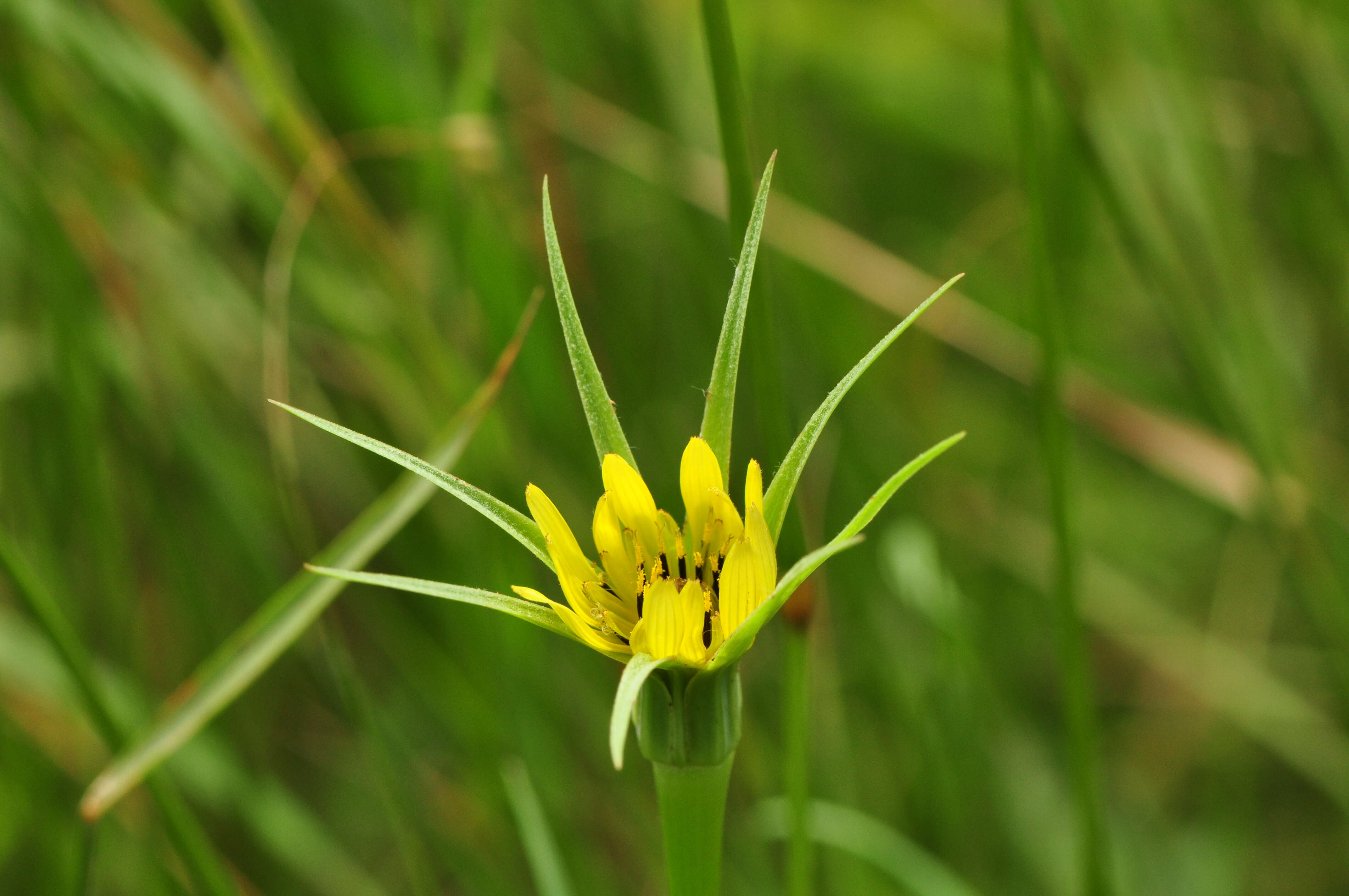 Image of yellow salsify