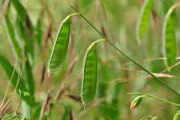 Lathyrus hirsutus L.的圖片