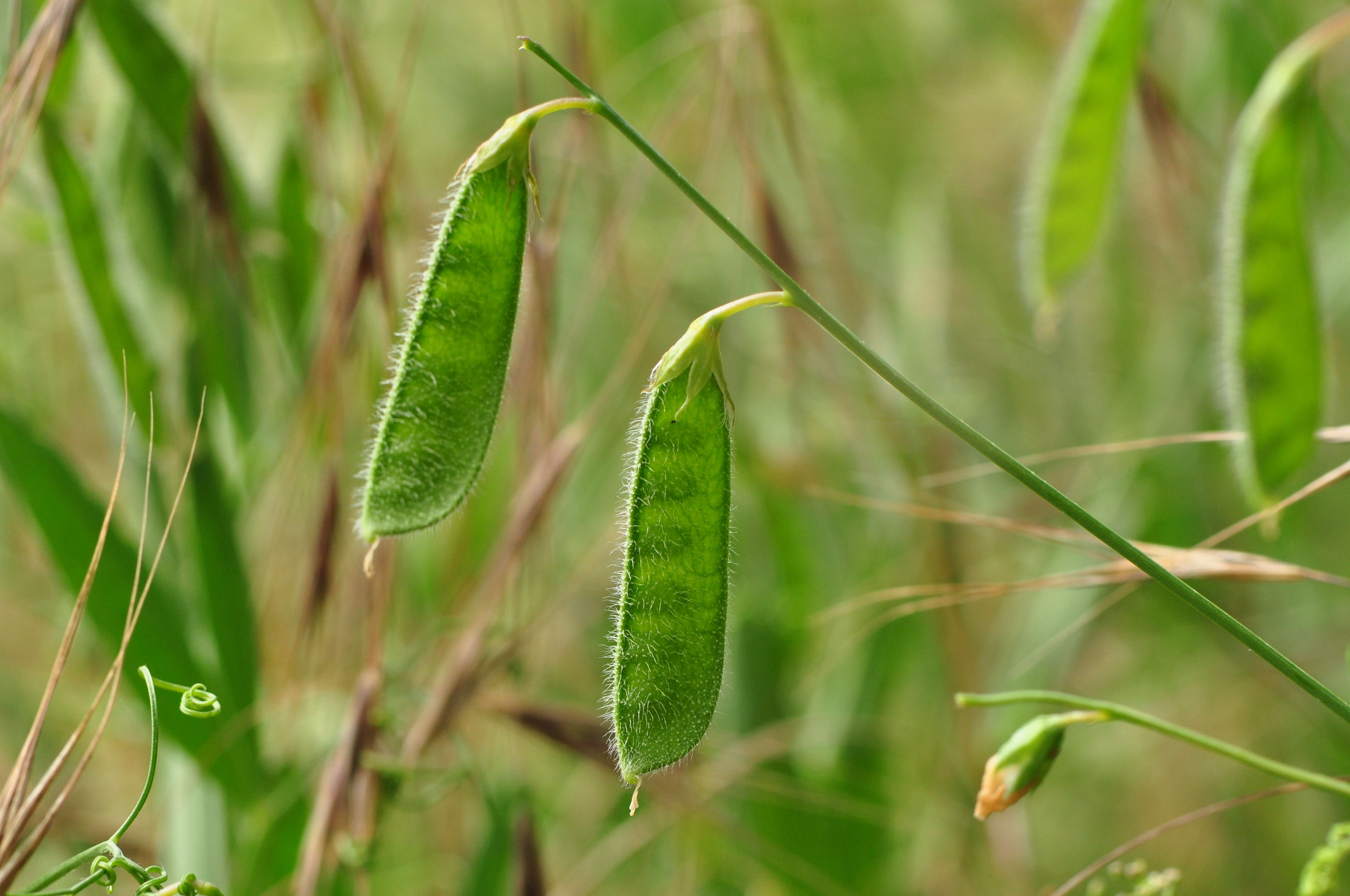 Lathyrus hirsutus L.的圖片