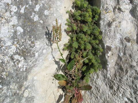 Image of Rumex tuberosus L.