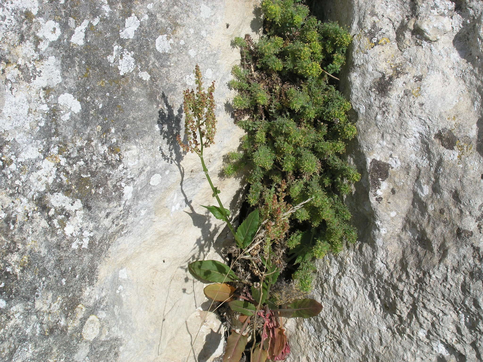 Image of Rumex tuberosus L.