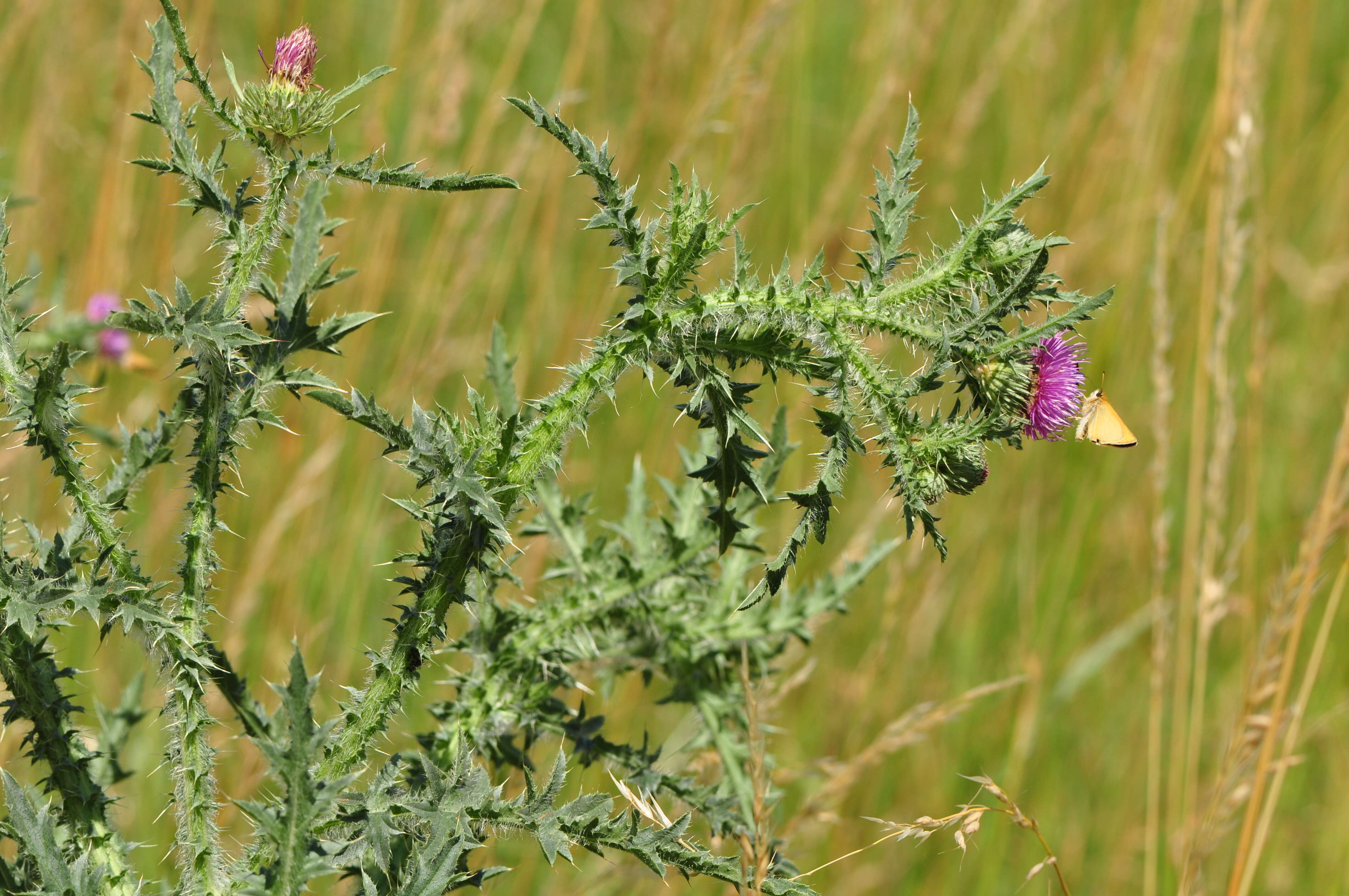 Слика од Carduus acanthoides L.