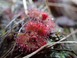 Image of dwarf sundew