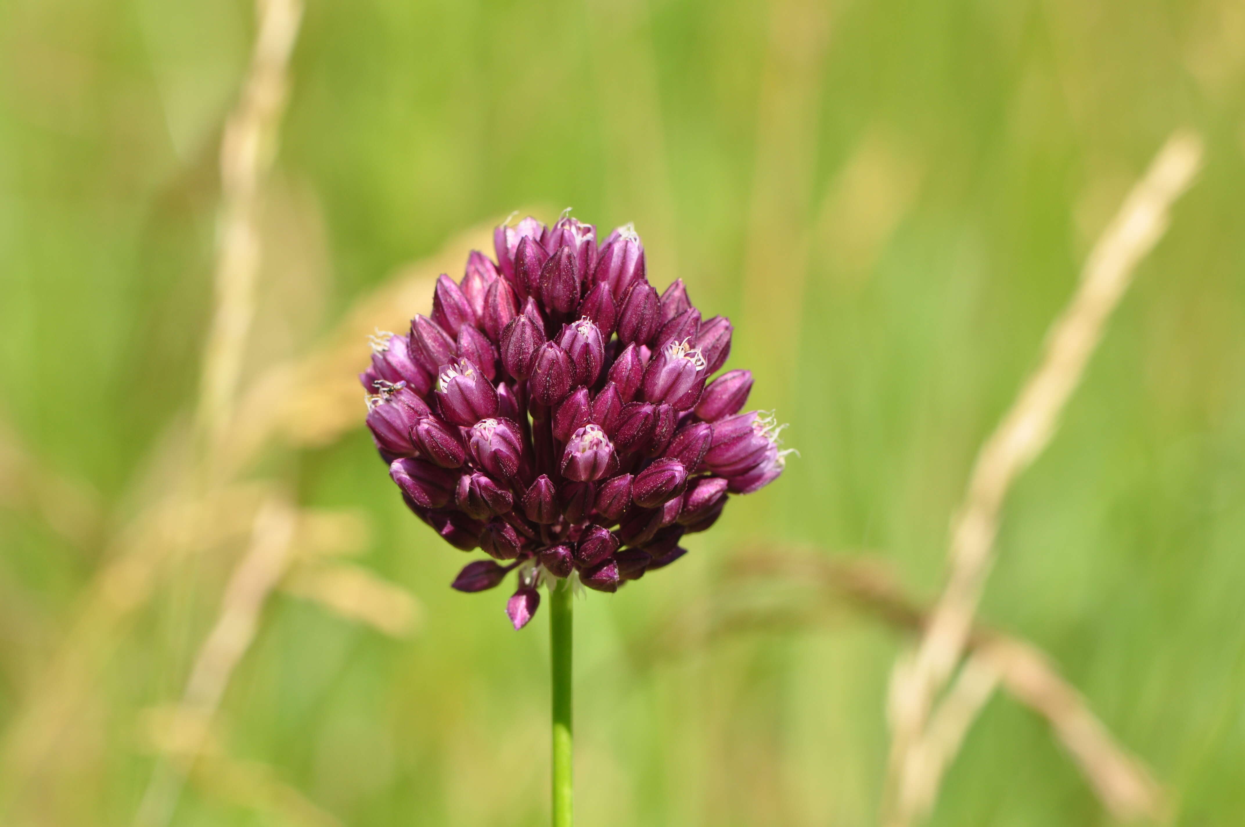 Image of sand leek