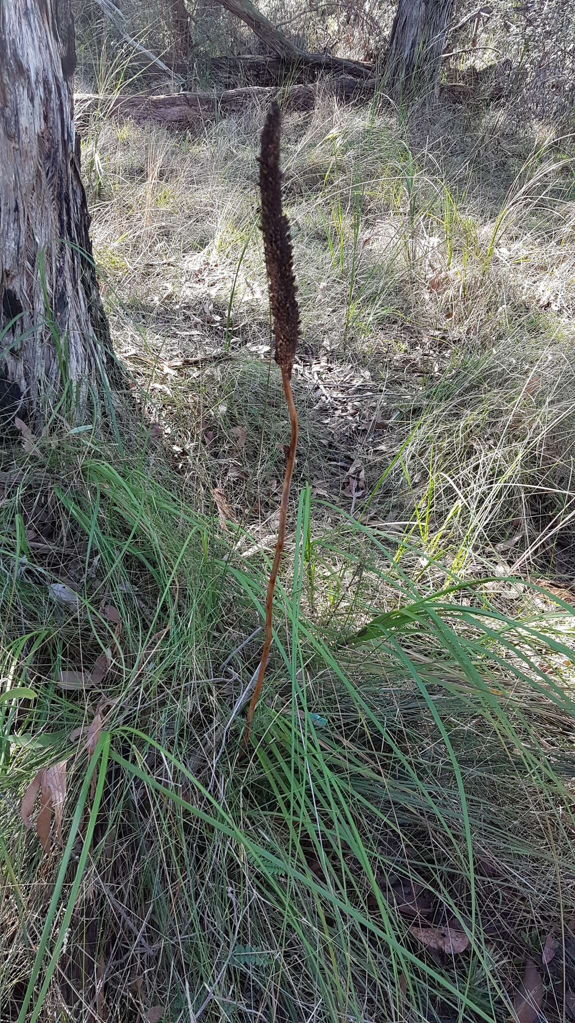 Image of Xanthorrhoea minor subsp. lutea D. J. Bedford