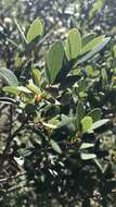 Image of Huckleberry Oak