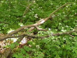 Image of eastern waterleaf