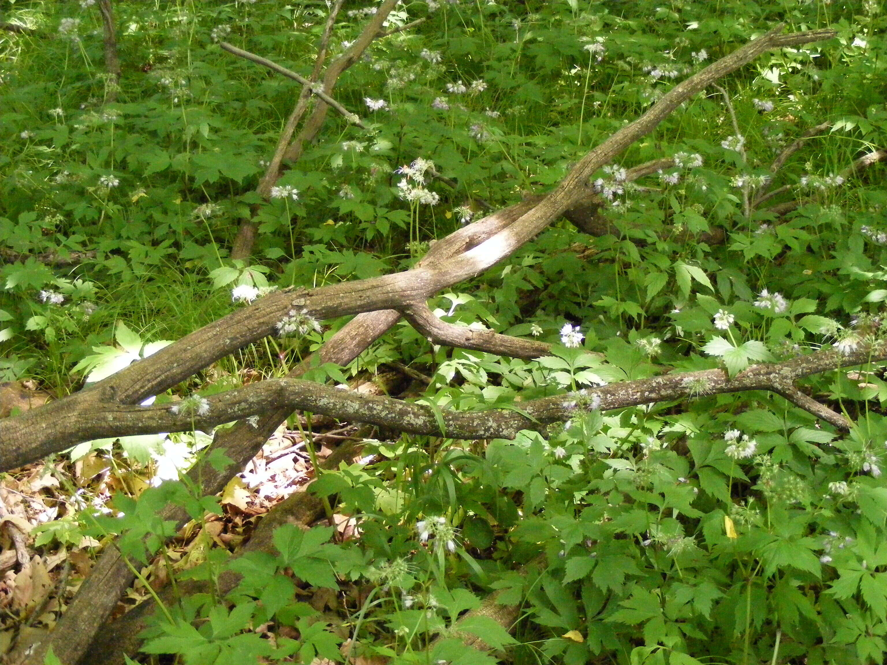 Image of eastern waterleaf