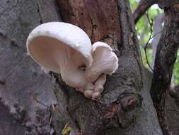 Image of Pleurotus dryinus (Pers.) P. Kumm. 1871