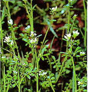 Image of bittercress