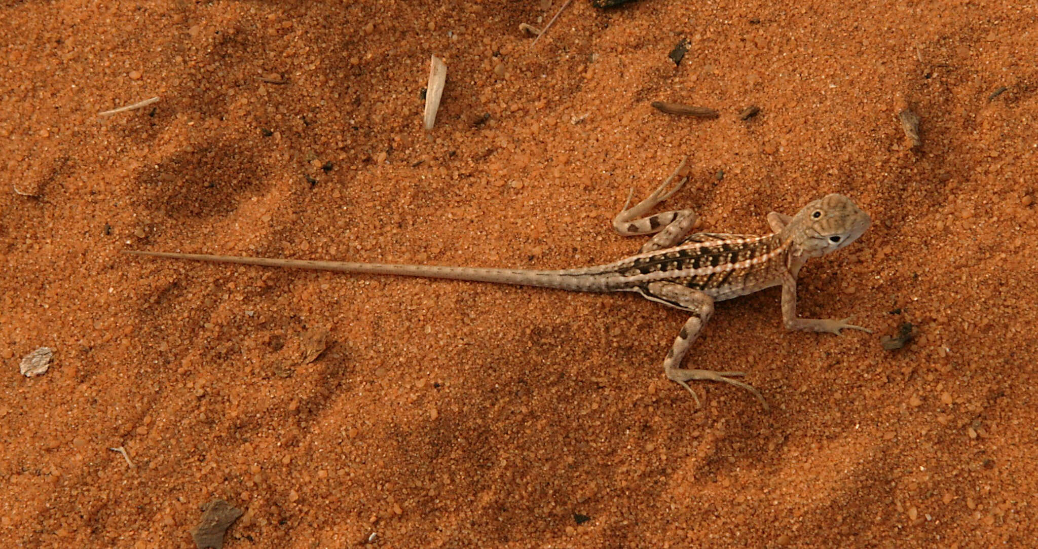 Image of Chalarodon