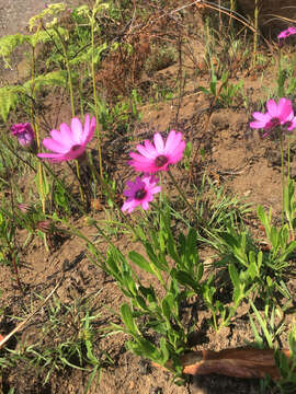 Image of Cape daisy